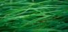 grassbladesdy6.jpg