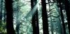 trees.jpg